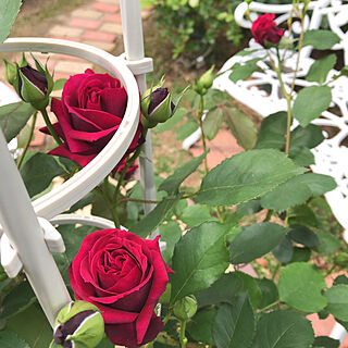 赤い薔薇/ロサオリエンティス/オデュッセイア/お庭を素敵にしたい♡/バス/トイレ...などのインテリア実例 - 2021-05-14 09:52:30