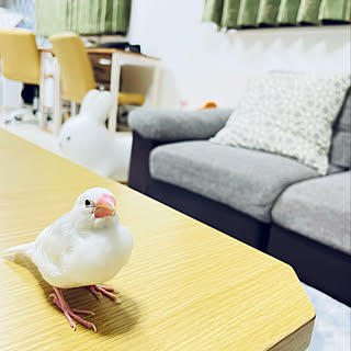 白文鳥/文鳥のいる暮らし/ルーティーン/北欧ナチュラル/建売住宅...などのインテリア実例 - 2021-11-24 16:31:13