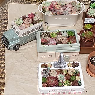 部屋全体/ガーデニングが好き/多肉植物/寄せ植え/ひとり時間...などのインテリア実例 - 2024-03-27 21:26:02