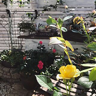 玄関/入り口/小さなローズガーデン/薔薇/ガーデニング/小さな庭...などのインテリア実例 - 2017-05-11 08:29:43