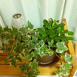 植物/多肉植物/salut!キャンドルのインテリア実例 - 2014-11-09 20:42:32