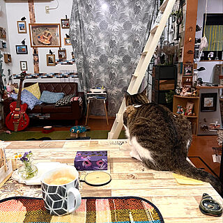 食卓に乗る猫/白キジのん/黒猫ミースケ/猫のいる部屋/猫のいる暮らし...などのインテリア実例 - 2022-06-26 21:10:19