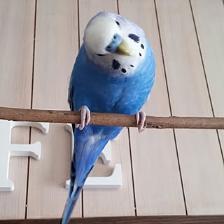 リビング/インコと暮らす家/インコ/カフェ風インテリアを目指して/シンプルにすっきりと暮らす...などのインテリア実例 - 2017-06-10 11:53:38