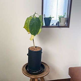 ウニコ スツール/ダルトンの植木鉢/ウンベラータ/一戸建て/ウォールナット...などのインテリア実例 - 2022-04-20 20:31:48