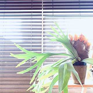 植物のある部屋/植物のある暮らし/コウモリラン/こうもりらん/ビカクシダのインテリア実例 - 2020-09-08 06:47:13