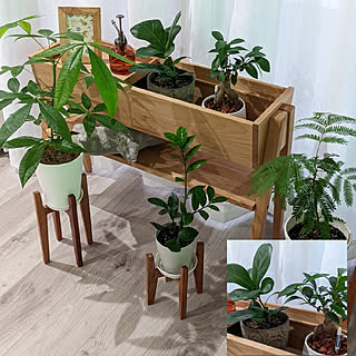 観葉植物のある暮らし 成長を見守るのインテリア実例 Roomclip ルームクリップ 観葉植物のある暮らし 成長を見守るのインテリア実例 Roomclip ルームクリップ
