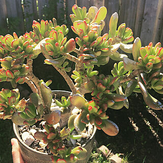 多肉植物/succulent plants/Torontoのインテリア実例 - 2017-10-06 05:10:47