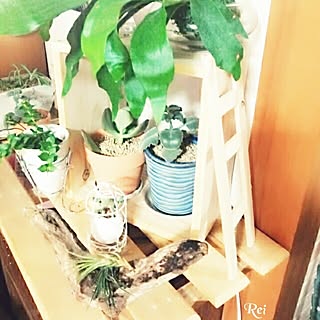 棚/観葉植物/押し逃げゴメンなさぃ|ω˂̶๑)੭༡/団地住まい/100均...などのインテリア実例 - 2015-10-07 07:51:42