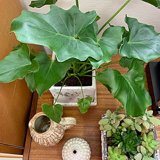 多肉植物/寄せ植え大好き♡/雑貨/花瓶♡/観葉植物...などのインテリア実例 - 2020-05-17 14:29:14