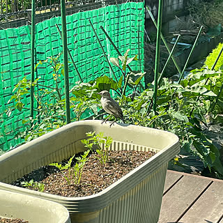 プランター菜園/鳥が来た/ハクセキレイ/野鳥/植物のある暮らし...などのインテリア実例 - 2021-06-09 15:07:59