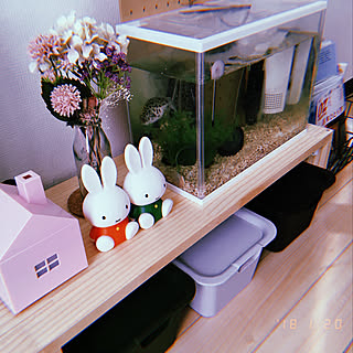 水槽 ミドリフグのおしゃれなアレンジ 飾り方のインテリア実例 Roomclip ルームクリップ