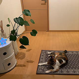 ねこ/ニトリ/モノトーン/ねこと暮らす。/観葉植物...などのインテリア実例 - 2020-05-07 11:53:17