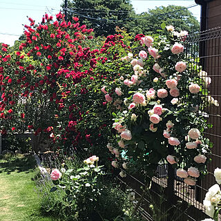 ブラシの木/バラのある庭/ガーデニングのインテリア実例 - 2019-05-24 11:06:16