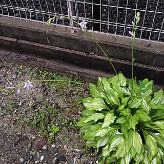 ベッド周り/ベッド周りではありません/花のある暮らし/何の花？/教えて下さい♡...などのインテリア実例 - 2016-06-23 10:05:13