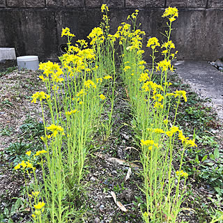 雑草だらけ/水菜/水菜の花/家庭菜園/菜の花...などのインテリア実例 - 2020-03-23 17:10:44