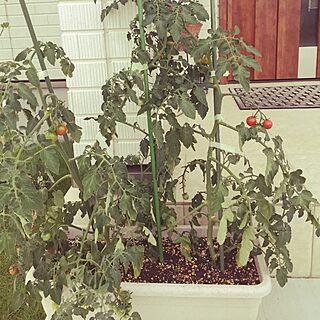 玄関/入り口/プチトマト/プランタートマトのインテリア実例 - 2017-07-17 18:33:28