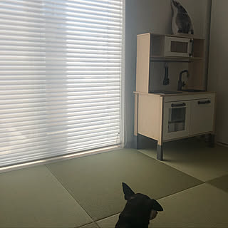 犬/和室/IKEAおままごとキッチン/IKEA/部屋全体のインテリア実例 - 2019-08-09 10:42:02