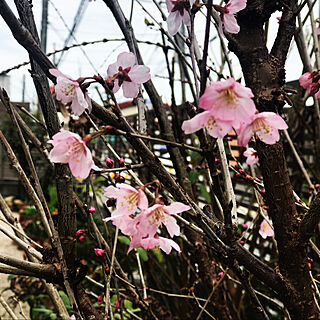 桜の香り/桜の季節/記念に一枚/色加工無し、天然です(^^♪/壁/天井のインテリア実例 - 2020-03-13 12:13:36