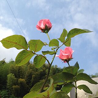 雨上がりの庭/屋根の上/薔薇のインテリア実例 - 2013-05-29 08:18:00
