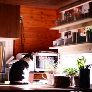 キッチン/猫のいる暮らし/猫/DIY/緑のある暮らし...などのインテリア実例 - 2016-03-16 11:22:31