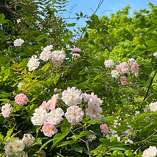 ベッド周り/満開❀/バラ/田舎暮らし/なかなか訪問できずｺﾞﾒﾝﾅｻｲ...などのインテリア実例 - 2024-05-24 20:00:07