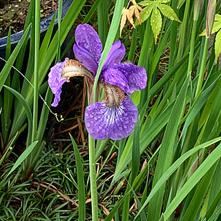 庭のお花/菖蒲/紫色の花/もうすぐ5月/玄関/入り口のインテリア実例 - 2019-04-30 20:07:35