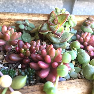 部屋全体/succulent plants/DIY/べらんだGarden。/多肉棚...などのインテリア実例 - 2016-01-16 23:26:33