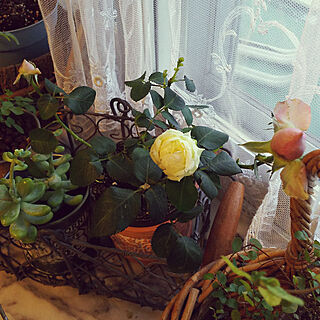 ベッド周り/おはようございます☺︎/いいね！ありがとうございます♪/フォローすごく嬉しいです♡/薔薇が咲いたよのインテリア実例 - 2019-02-19 07:00:00