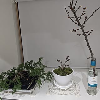 キッチン/観葉植物/一人暮らしのインテリア実例 - 2024-02-25 19:35:20