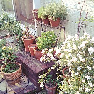 玄関/入り口/植物/お庭のインテリア実例 - 2014-05-31 18:36:46