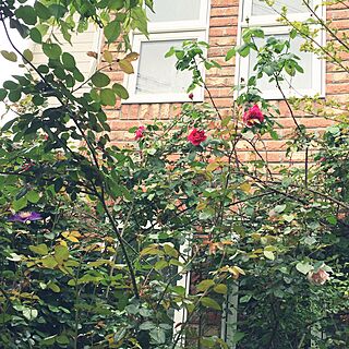 玄関/入り口/植物のある暮らし/レンガ壁/薔薇が好き/バラ...などのインテリア実例 - 2016-10-20 18:13:55