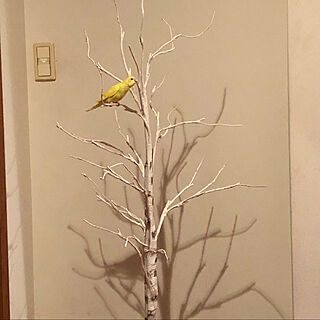 インコ/クリスマスツリー120cm/リビング/ニトリのインテリア実例 - 2021-11-03 19:49:18