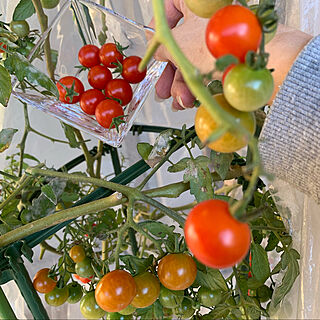今朝のベランダから/トマト寒くないのかなぁ/トマトまだ採れる/ベランダのトマト成長中/壁/天井のインテリア実例 - 2021-12-27 10:20:50