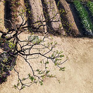 玄関/入り口/滋賀義母の家/草引き/野菜苗を植える/いい天気...などのインテリア実例 - 2024-04-14 16:14:49