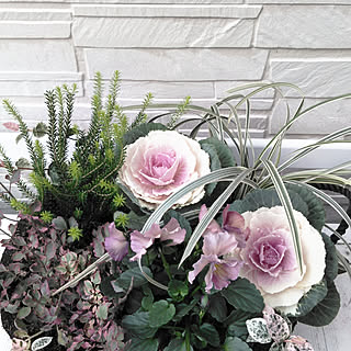 葉牡丹 ハツユキカズラのインテリア実例 Roomclip ルームクリップ