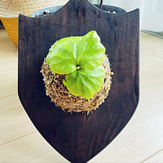 観葉植物/DIY/観葉植物のある部屋/観葉植物のある暮らし/部屋全体のインテリア実例 - 2021-06-22 21:27:40