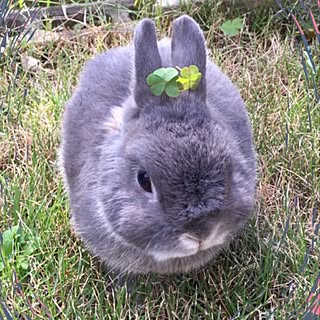 玄関/入り口/うさぎと暮らす/団地/シンプルナチュラル/フレンチナチュラル...などのインテリア実例 - 2016-10-30 05:14:33