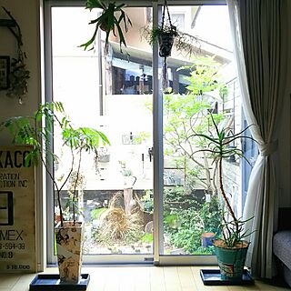 リビング/植物のある暮らし/植物/観葉植物/窓辺...などのインテリア実例 - 2016-05-16 12:06:54