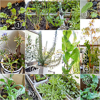 玄関/入り口/ベランダ薬草園/お部屋の模様替え中/継続は力なりを信じて/一人暮らし...などのインテリア実例 - 2021-02-20 13:45:30
