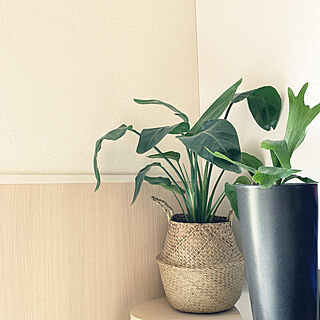 観葉植物/IKEA/リビングのインテリア実例 - 2020-06-15 10:51:44