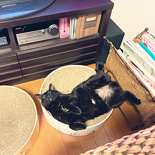 ねこのいる日常/猫のつめとぎ/猫好き♡/ねこのいる空間/猫と暮らす♪...などのインテリア実例 - 2022-03-03 08:02:35