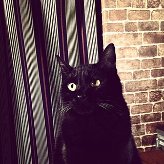 黒猫の朔太郎のインテリア実例 - 2015-01-25 11:58:45