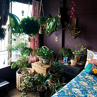 観葉植物大好き❤︎ 観葉植物のある暮らしのおすすめ商品とおしゃれな 