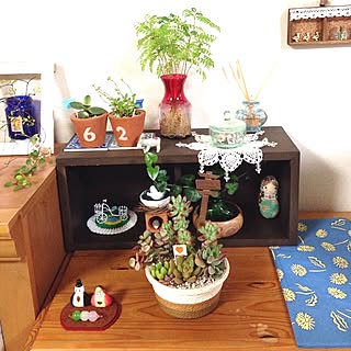 多肉植物寄せ植え/ガラス容器/無印良品/グリーンインテリア/ナチュラルキッチンのインテリア実例 - 2014-02-19 21:03:16