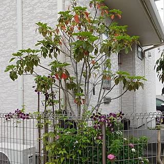 クレマチス ミケリテのインテリア実例 Roomclip ルームクリップ