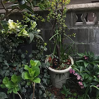 壁/天井/観葉植物/お花/植物/朝から...などのインテリア実例 - 2015-03-29 06:51:17