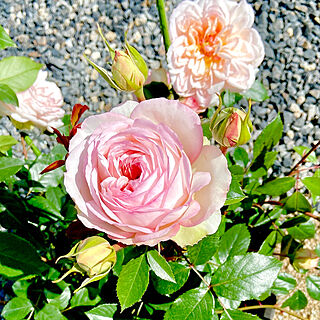 薔薇/薔薇のある暮らし/鉢植え/ステファニーグッテンベルク/ばら...などのインテリア実例 - 2020-05-18 09:27:00