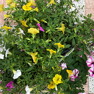 白い花/庭/ピンク色/鉢植え/黄色の花...などのインテリア実例 - 2020-05-22 23:21:28