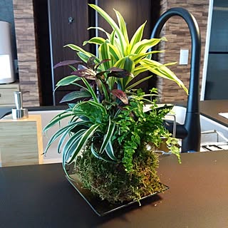 キッチン/植物のある暮らし/こけ玉/植物に癒される/無言いいね､すみません^^;のインテリア実例 - 2023-06-13 09:24:08