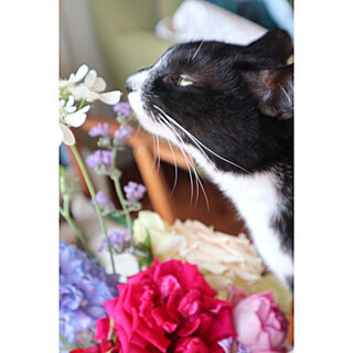 バラ/花を楽しむ/花のある暮らし/ねこと暮らす。/はちわれ猫...などのインテリア実例 - 2020-05-15 07:17:57
